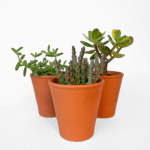 Terracotta cover pots with smooth unglazed finish, 10cm size.