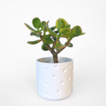 White ceramic cover pot with polka-dot design, 9cm size.