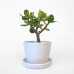 White ceramic pot with matching tray, 10cm size.