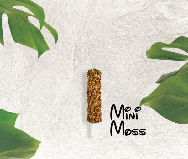 Traditional Sphagnum Moss Pole (4 sizes) | Water Retention Support | Ideal for Climbing Plants - Image 3