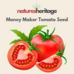 Organic Money Maker Tomato Seeds