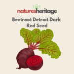 Organic Beetroot Seeds