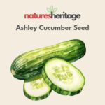 Organic Ashley Cucumber Seeds