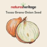 Organic Onion Texas Grano Seeds