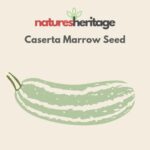 Organic Marrow Caserta Seeds