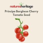 Organic Principe Borghese Cherry Tomato Seeds