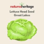 Organic Lettuce Great Lakes Seeds