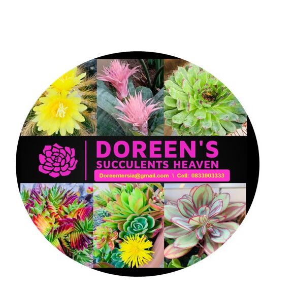 Doreen Succulents Heaven