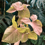 Syngonium robusta 'Neon'