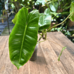 Philodendron Burle Marx