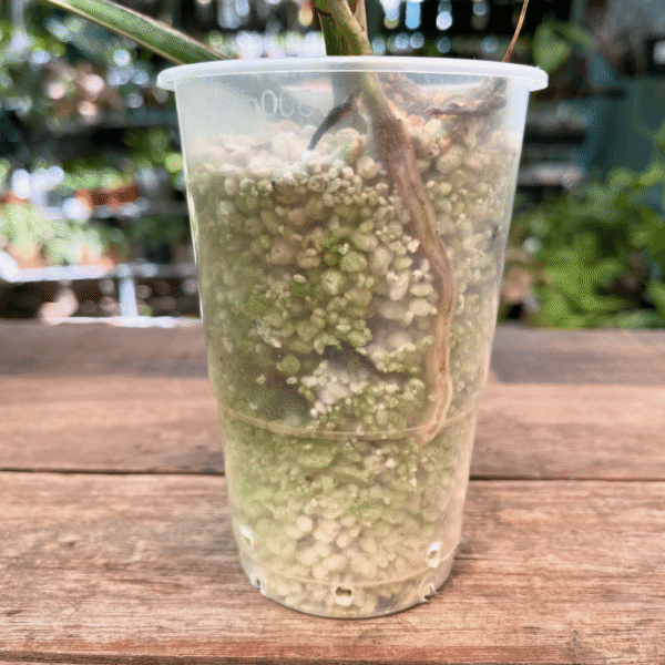 Monstera Albo Variegated - Image 5