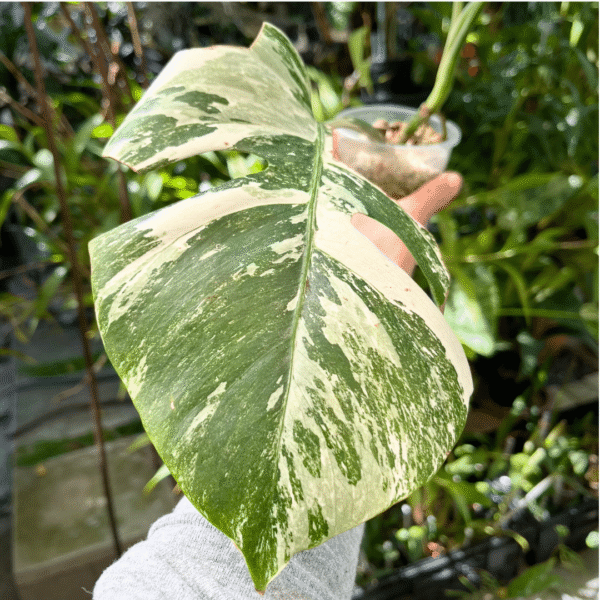 Monstera Albo Variegated - Image 3