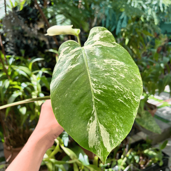 Monstera Albo Variegated - Image 4