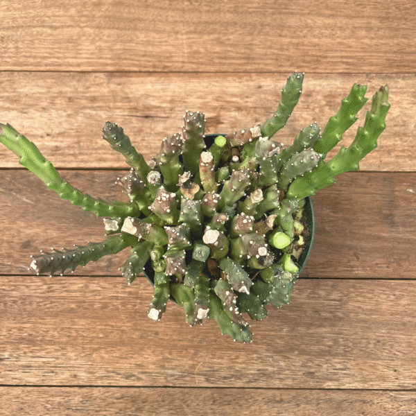 Stapelia orbea variegata - Image 2