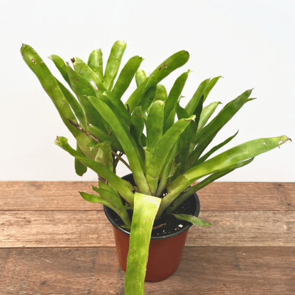 Bromeliad Match Sticks | Unique Fiery-Tipped Bromeliad | Ideal for Indoor Colour Displays - Image 2