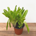 Bromeliad Match Sticks with green leaves tipped in fiery red