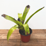 Bromeliad Purple Tips