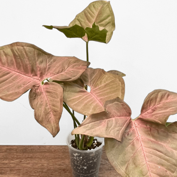 Syngonium robusta 'Neon' - Image 2