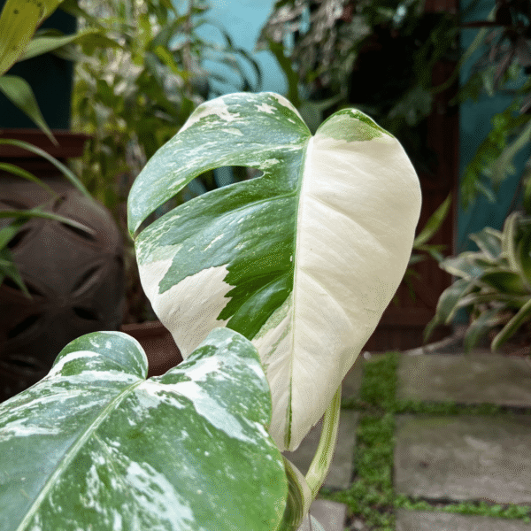 Monstera Albo Variegated - Image 2