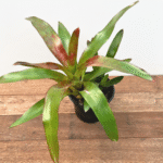 Bromeliad 'Romosa' with red undersides and speckled green leaves
