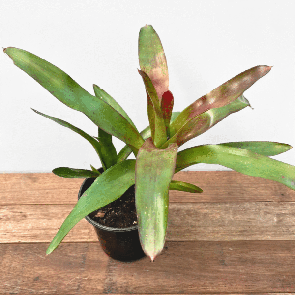 Bromeliad 'Romosa' | Vibrant Speckled Foliage | Ideal for Exotic Indoor Displays - Image 2