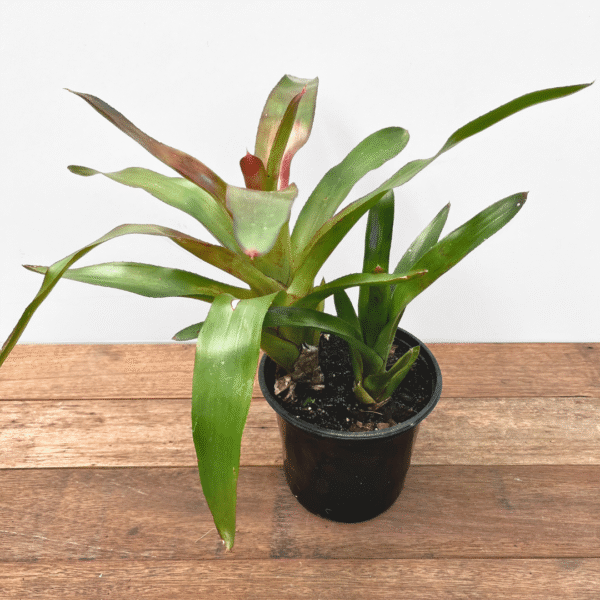 Bromeliad Red - Image 2