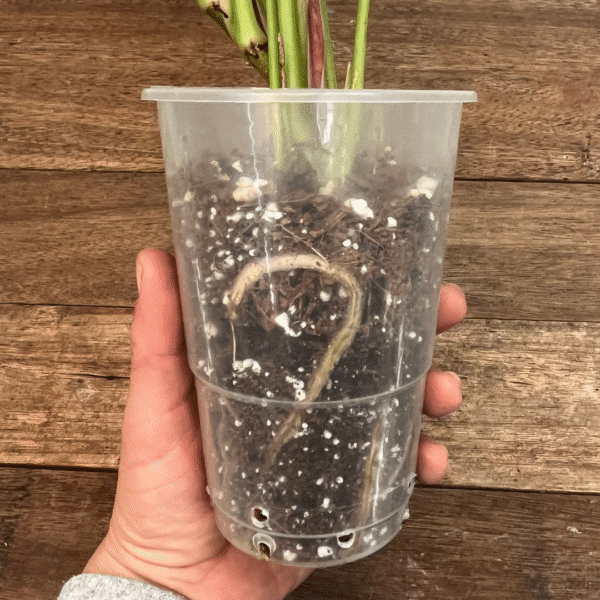 Syngonium Moonshine - Image 4