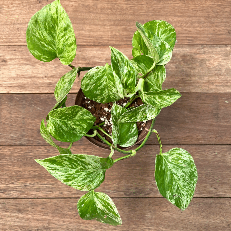 Epipremnum aureum 'Marble Queen' with trailing white and green variegated leaves