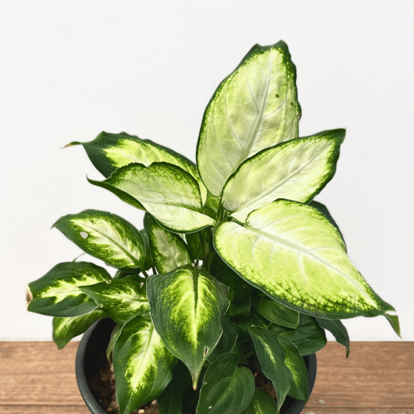 Dieffenbachia compacta - Image 2