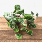 Scindapsus pictus 'Silvery Ann'