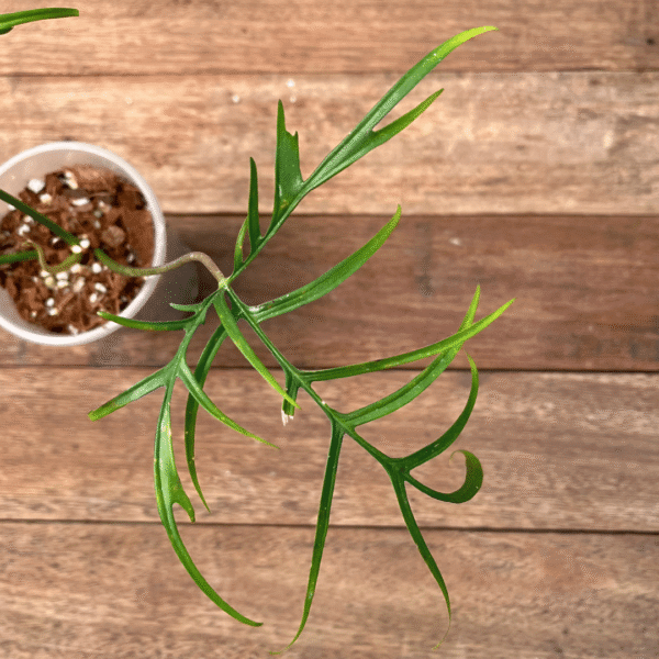 Philodendron polypodioides - Image 4