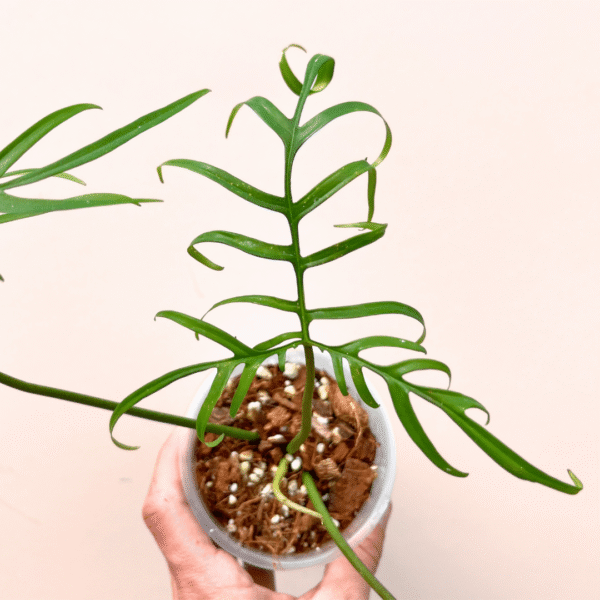 Philodendron polypodioides - Image 3