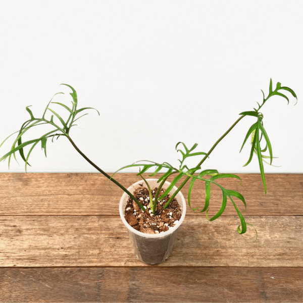 Philodendron polypodioides - Image 2