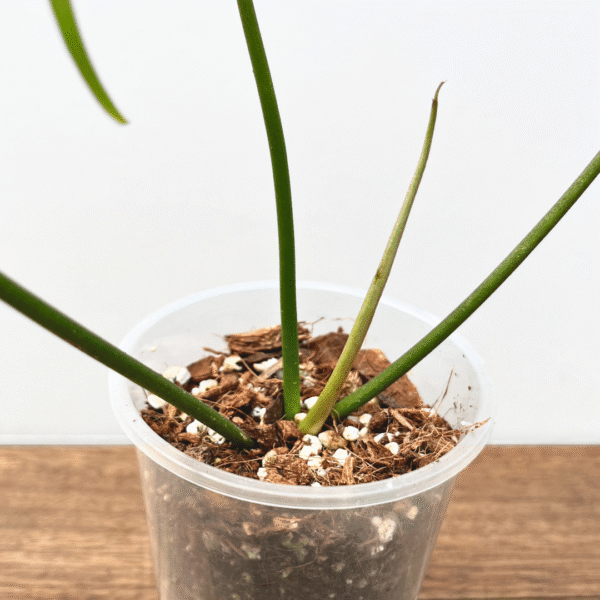 Philodendron polypodioides - Image 5