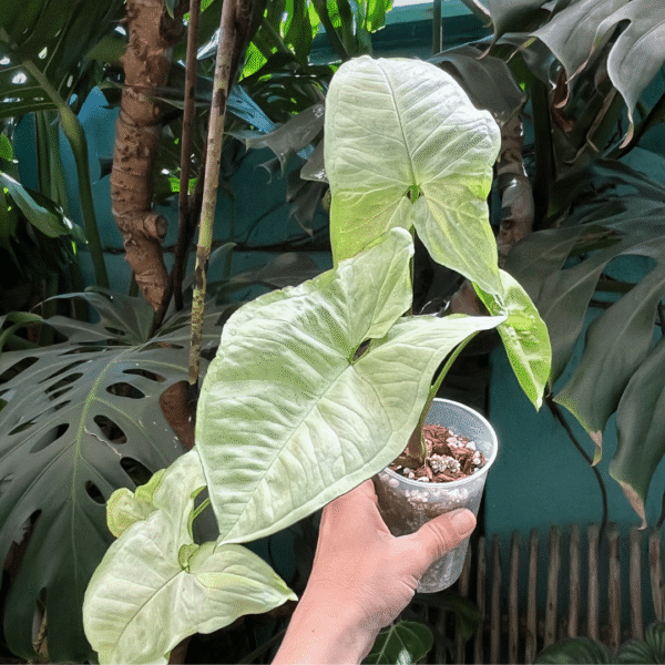 Syngonium Moonshine - Image 3