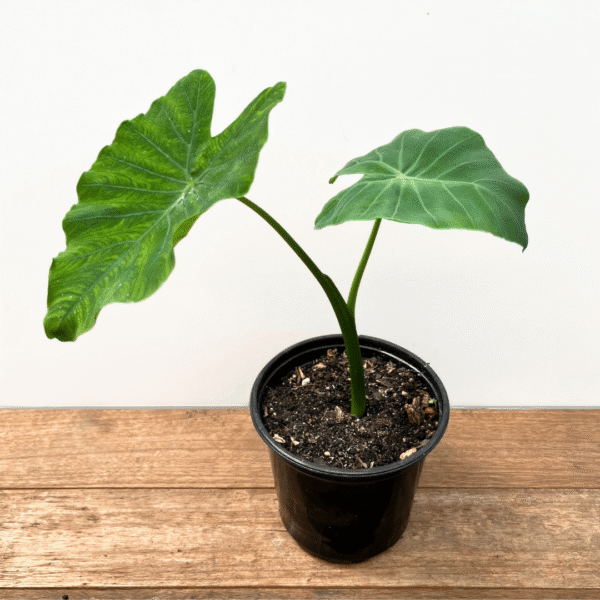 Colocasia Esculenta (Taro) | Tropical Perennial | Ideal for Garden or Indoor Planting - Image 2
