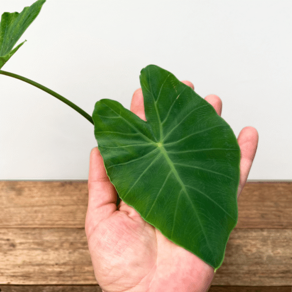 Colocasia Esculenta (Taro) | Tropical Perennial | Ideal for Garden or Indoor Planting - Image 3