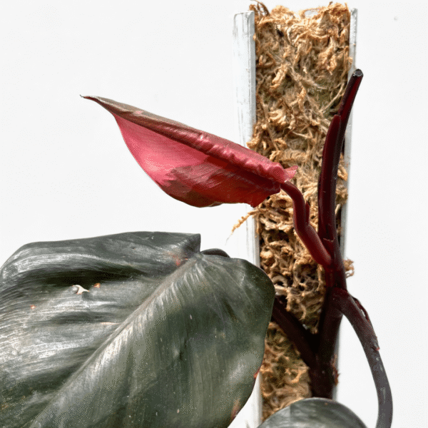 Philodendron Pink Princess - Image 3