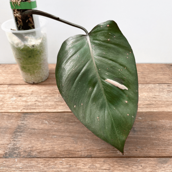 Philodendron Pink Princess - Image 2