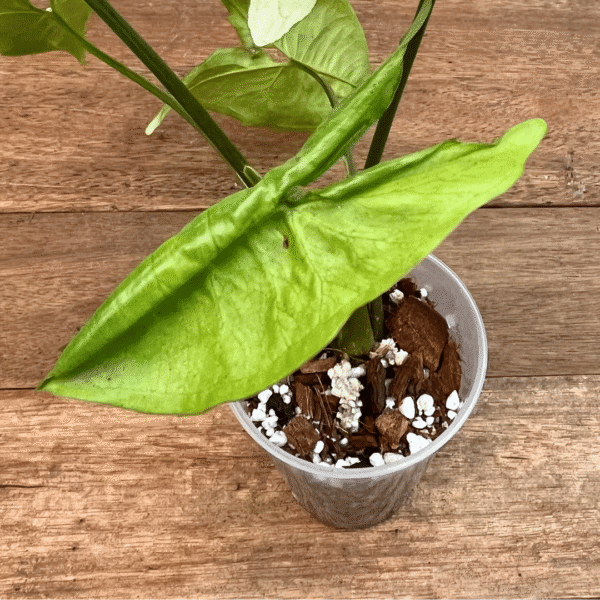 Syngonium Moonshine - Image 2