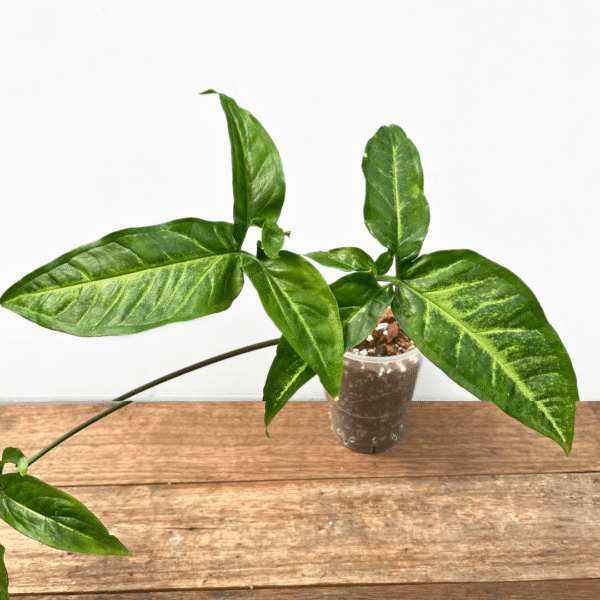 Syngonium 'Trileaf Wonder' - Image 2