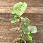 Syngonium 'Pink Spot'