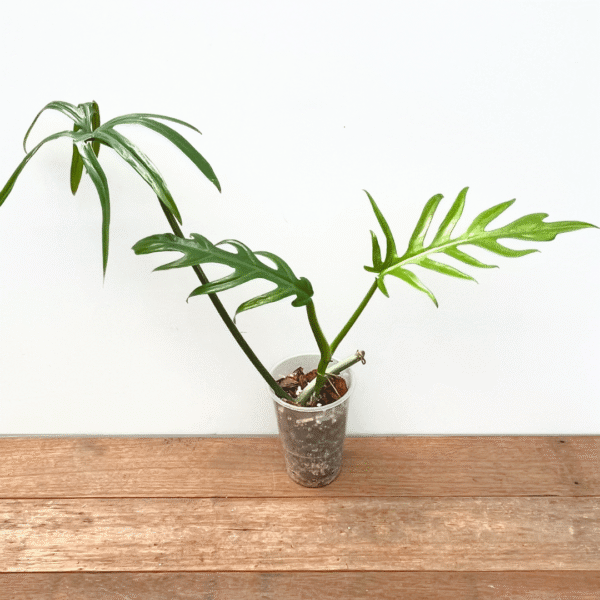 Philodendron elegans - Image 2
