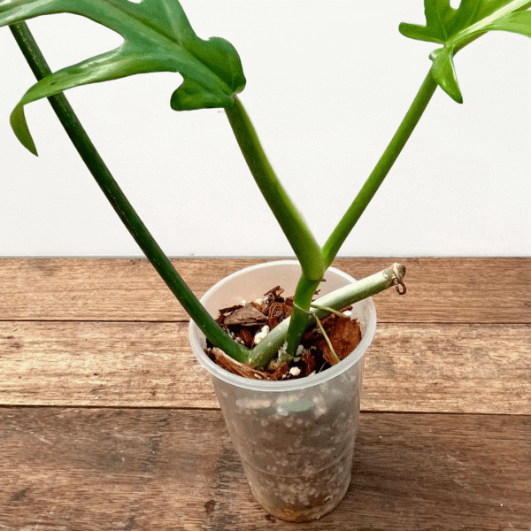 Philodendron elegans - Image 3