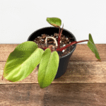 Philodendron 'Red Emerald'