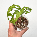 Monstera obliqua 'Peru'