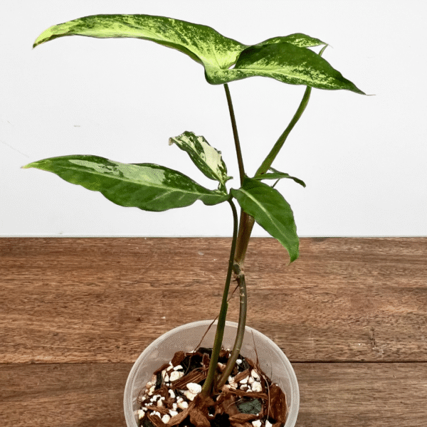 Syngonium angustatum variegated - Image 3