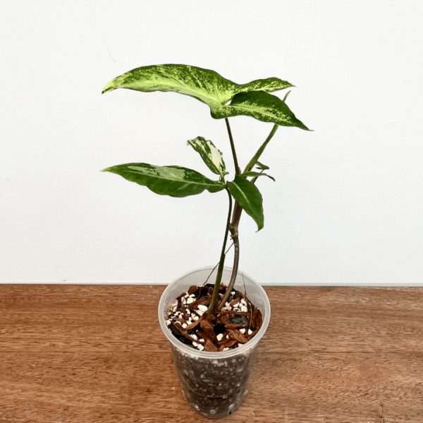 Syngonium angustatum variegated - Image 4