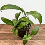 Epipremnum Amplissimum | Rare Tropical Climber | Ideal for Indoor Trailing & Climbing Displays