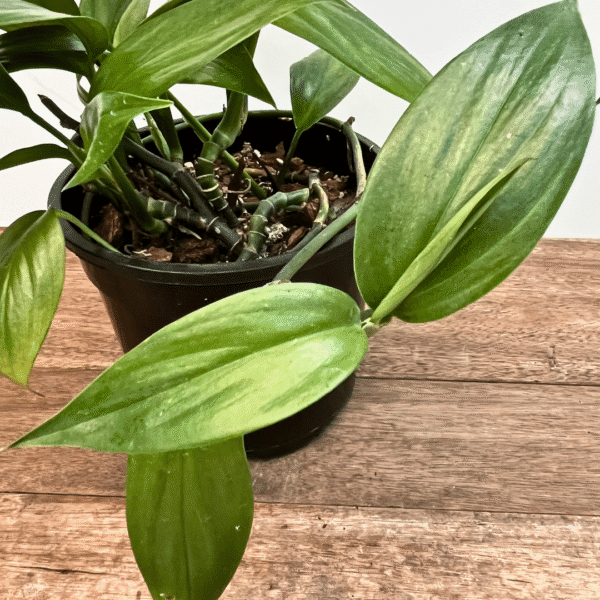 Epipremnum Amplissimum | Rare Tropical Climber | Ideal for Indoor Trailing & Climbing Displays - Image 2